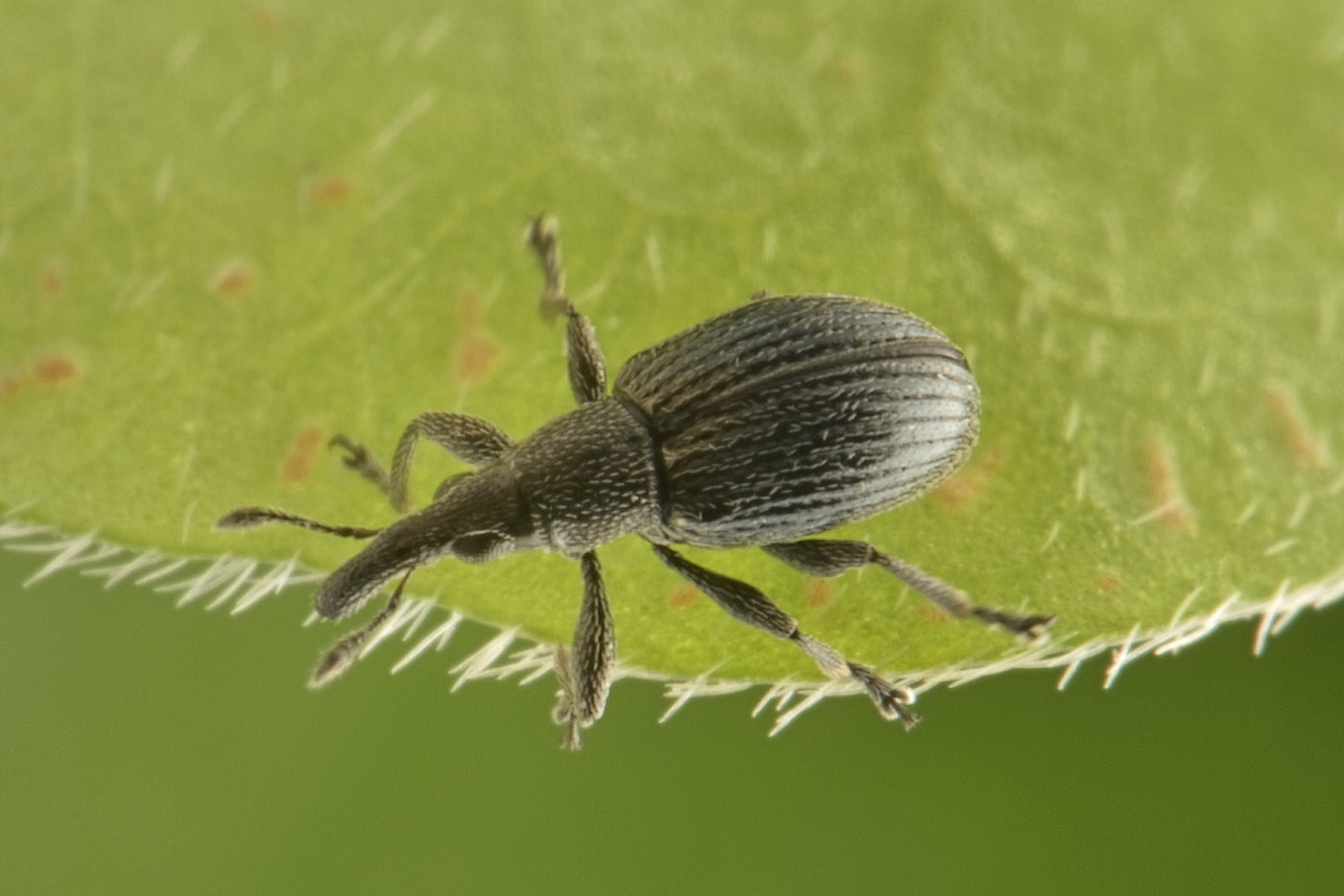 Apionidae: Aspidapion radiolus?